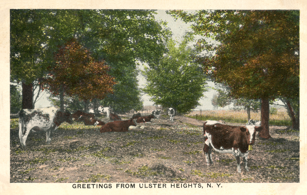 Ulster Heights Vintage Postcard - Cow Greetings