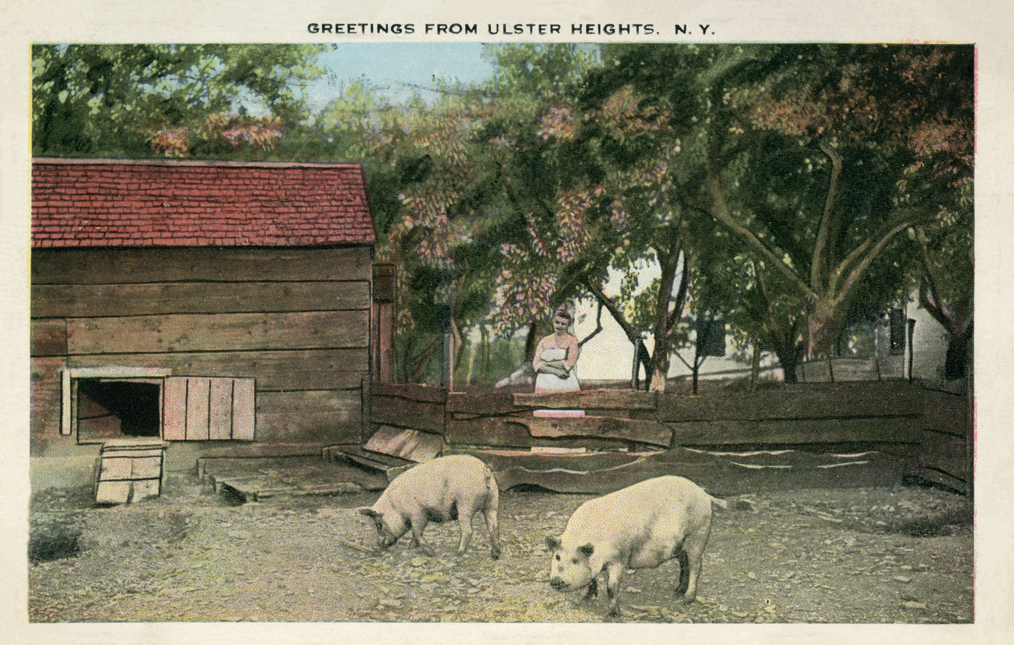 Ulster Heights Vintage Postcard - Pig Greetings